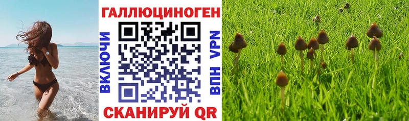 Псилоцибиновые грибы Psilocybe Дивногорск